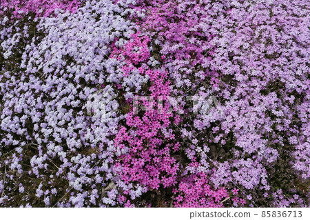 薄荷櫻桃樹 薄荷櫻桃樹 85836713