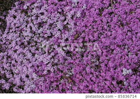 薄荷櫻桃樹 85836714