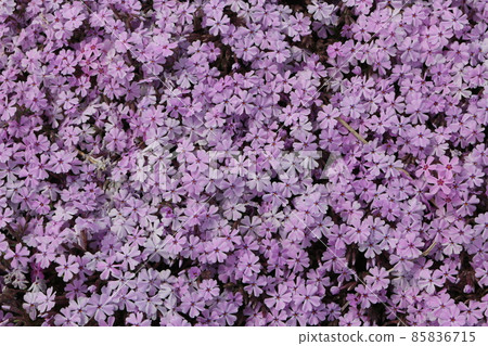 Moss phlox  85836715
