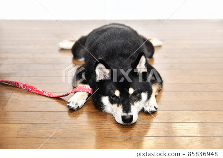 Black shiba inu sitting on the floor 85836948
