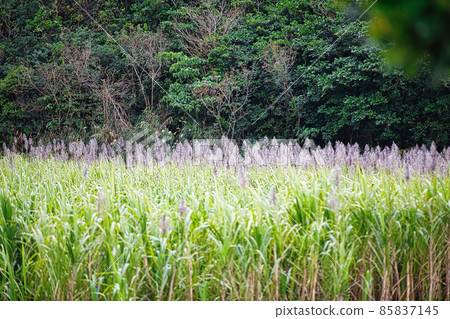 Sugar cane field in winter Sugar cane field in winter 85837145