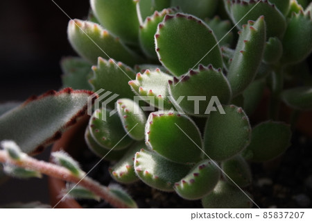 多肉植物（陽台花園）地點：神奈川縣大和市 85837207