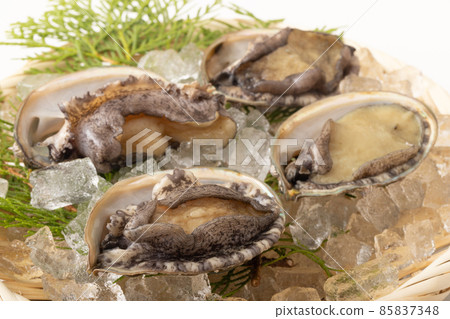 活鮑魚 85837348