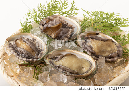 活鮑魚 活鮑魚 85837351