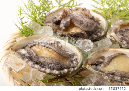 活鮑魚 85837352