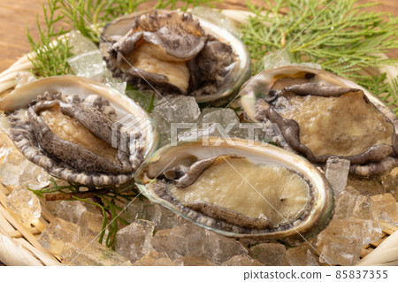 Live abalone Live abalone 85837355