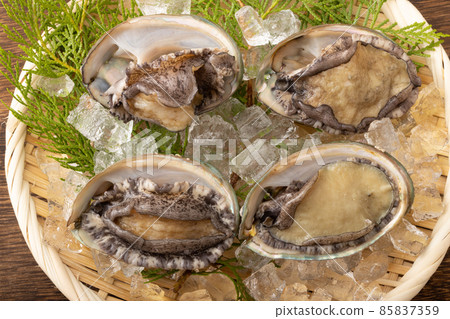 Live abalone Live abalone 85837359
