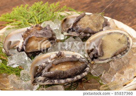 Live abalone Live abalone 85837360