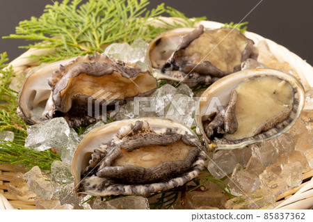 Live abalone Live abalone 85837362