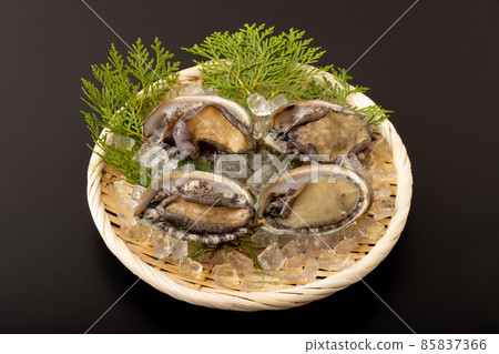 Live abalone Live abalone 85837366