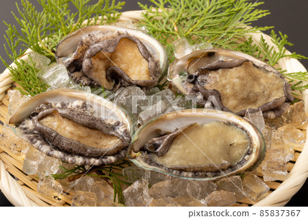 Live abalone Live abalone 85837367