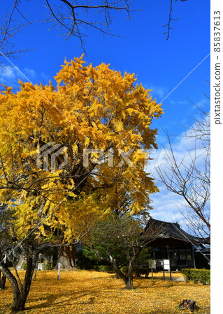 秋天的臼杵城跡 秋天的臼杵城跡 85837613