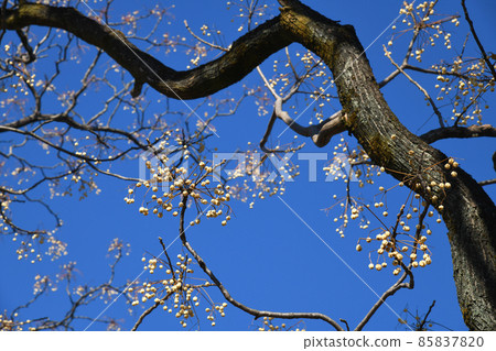 楝樹堅果 85837820