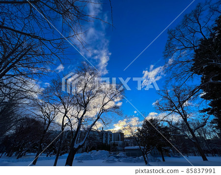北海道雪中的朝日 85837991