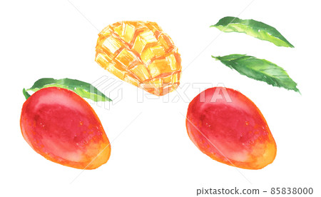 用水彩畫的芒果插圖 85838000