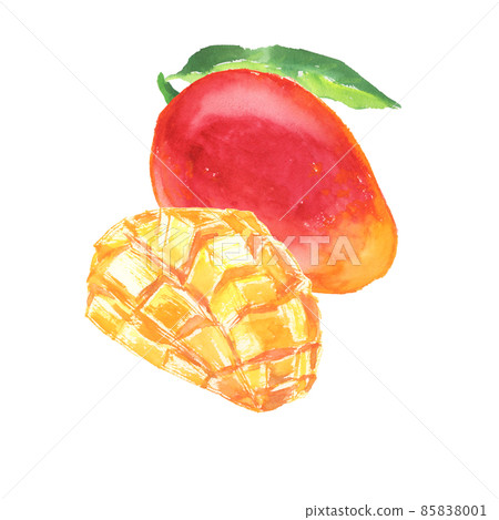 用水彩畫的芒果插圖 85838001