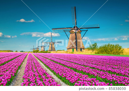 Amazing tulip fields and wooden windmills in background, Kinderdijk, Netherlands Amazing tulip fields and wooden windmills in background, Kinderdijk, Netherlands 85838030