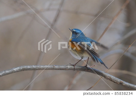 Birds - Red-flanked bluetail and nature tourism - Environmental