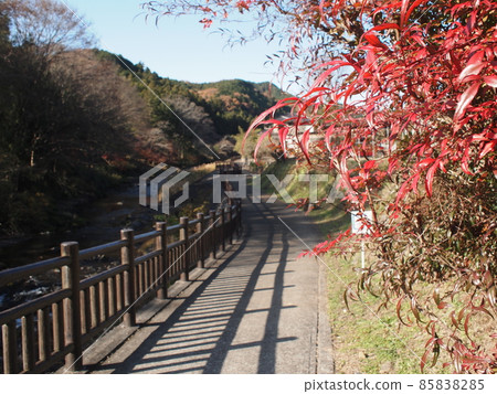 Autumn leaves walking path 85838285