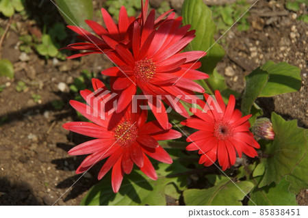 雛菊 雛菊 85838451