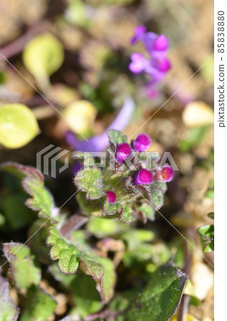 Lamium amplexicaule 85838880