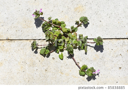 Lamium amplexicaule 85838885
