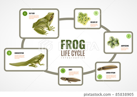 Frog Life Cycle Infographics Frog Life Cycle Infographics 85838905