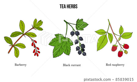 Set of different tea plants 85839015