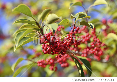 紅色水果（冬青圓形） 85839033