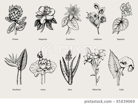 Hand Drawn Exotic Plants Set Hand Drawn Exotic Plants Set 85839069