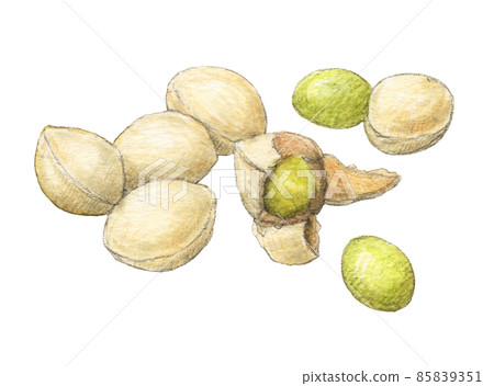 Ginkgo hand-painted watercolor pencil illustration 85839351