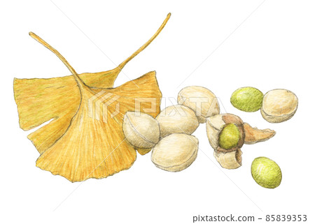 Ginkgo leaves and ginkgo hand-painted 85839353