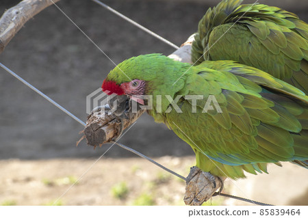 住在動物園裡的長尾小鸚鵡 85839464