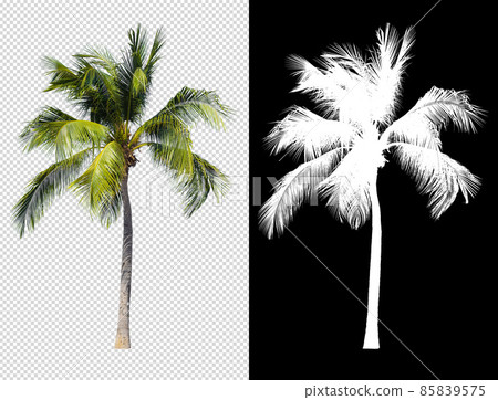 Coconut tree isolated with alpha channel compositing and clipping path Coconut tree isolated with alpha channel compositing and clipping path 85839575