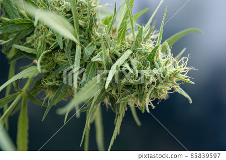 Marijuana or Sativa cannabis indica bud flower of hemp plant closeup. 85839597