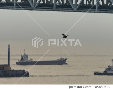 A black kite dancing in the Akashi Strait 85839599