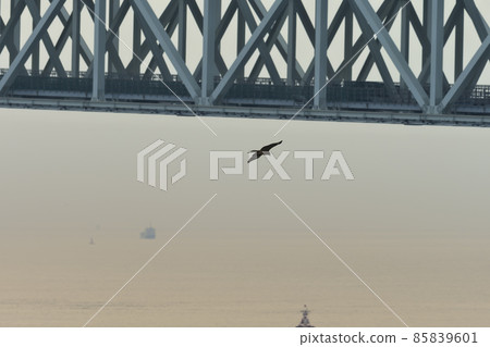 一隻黑鳶在明石海峽翩翩起舞 85839601