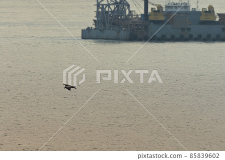 一隻黑鳶在明石海峽翩翩起舞 85839602