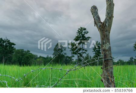 Green rice paddy field with a barbed wire fence and wooden pole with a stormy sky. Rice farm in Asia. Green paddy field. Landscape of agricultural farm. Agricultural area. Rice farm in rainy season. 85839766