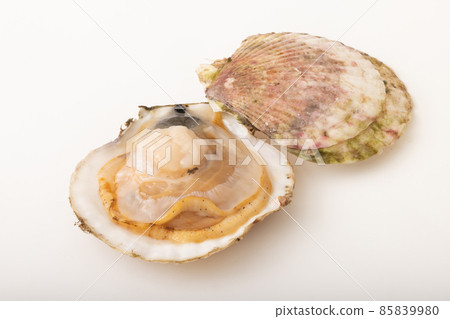  扇貝殼 85839980
