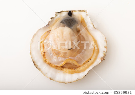  Scallops with shell 85839981
