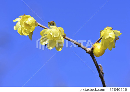 Rowbai (wax plum) Rowbai (wax plum) 85840326