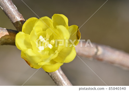Rowbai (wax plum) 85840340