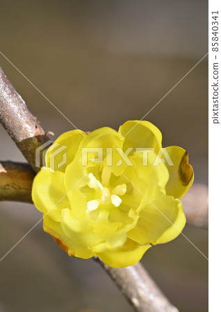 Rowbai (wax plum) 85840341