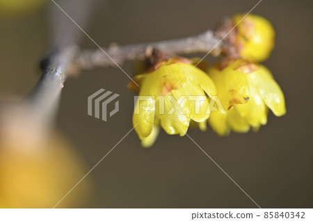 Rowbai (wax plum) 85840342