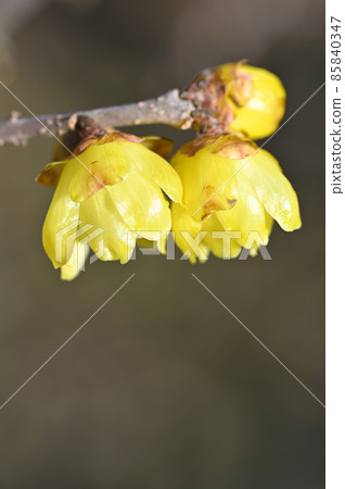 Rowbai（蠟梅） 85840347