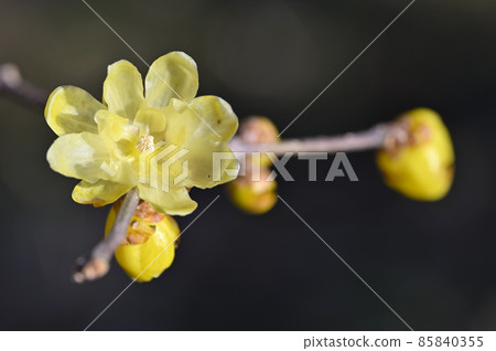 Rowbai (wax plum) 85840355