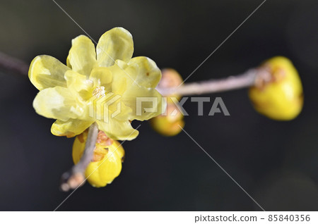 Rowbai (wax plum) 85840356