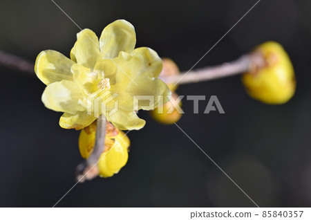 Rowbai (wax plum) 85840357