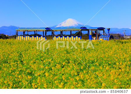 開著油菜花的火車巴士 Soleil Hill 85840637